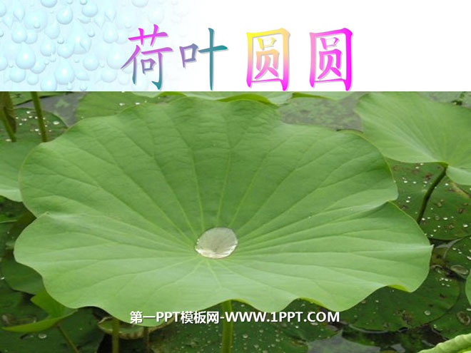 "The Lotus Leaf is Round" PPT Courseware 5
