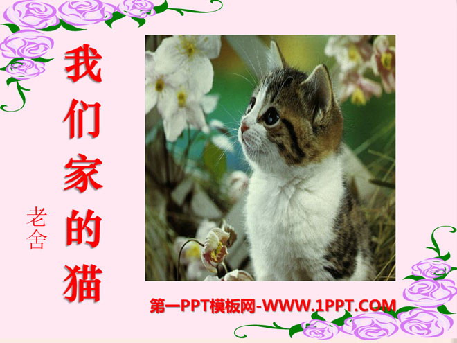 "Our Cat" PPT courseware