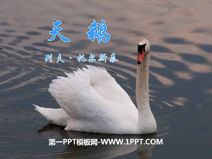 "Swan" PPT free courseware