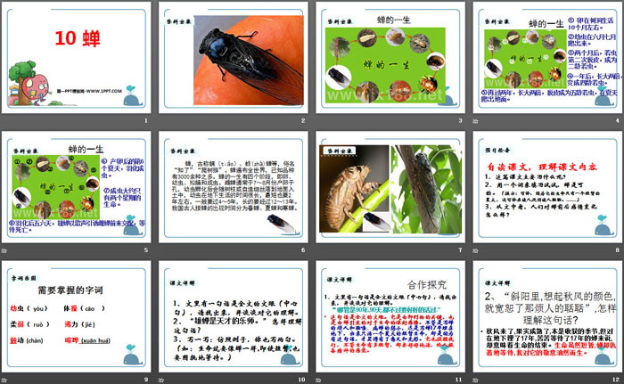 《蝉》PPT教学课件（2）