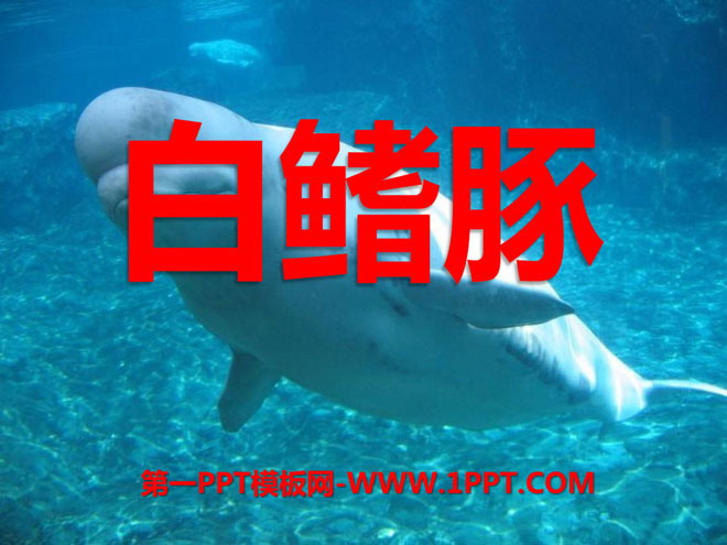 "Baiji Dolphin" PPT courseware 4