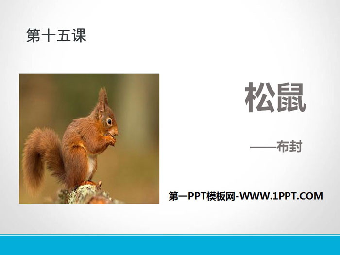 "Squirrel" PPT free courseware