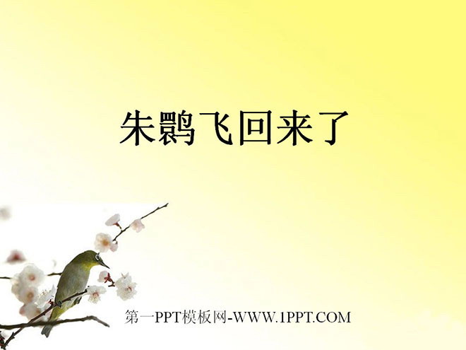 "Zhu Fei is Back" PPT courseware
