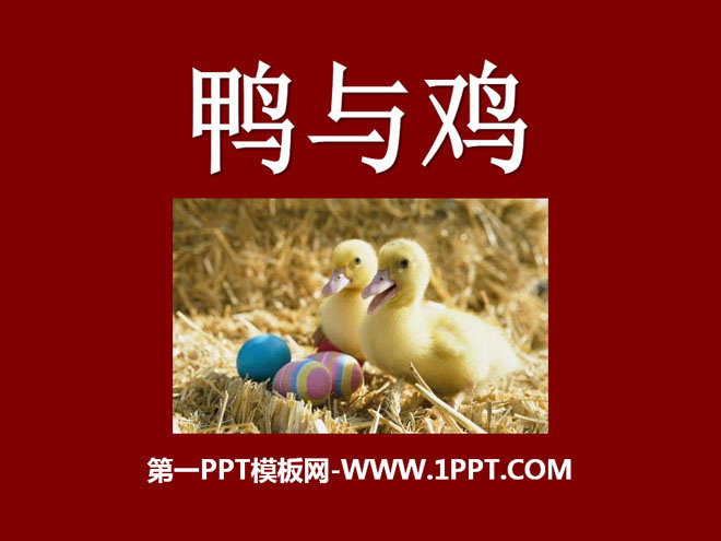 《鸭与鸡》家养小动物PPT课件2