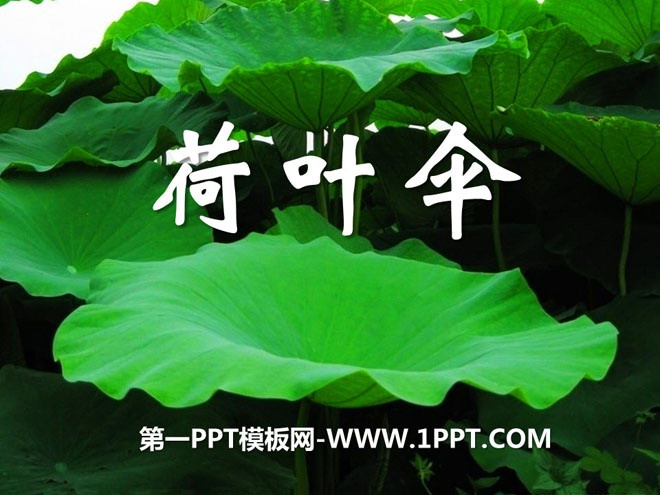 "Lotus Leaf Umbrella" PPT courseware 3