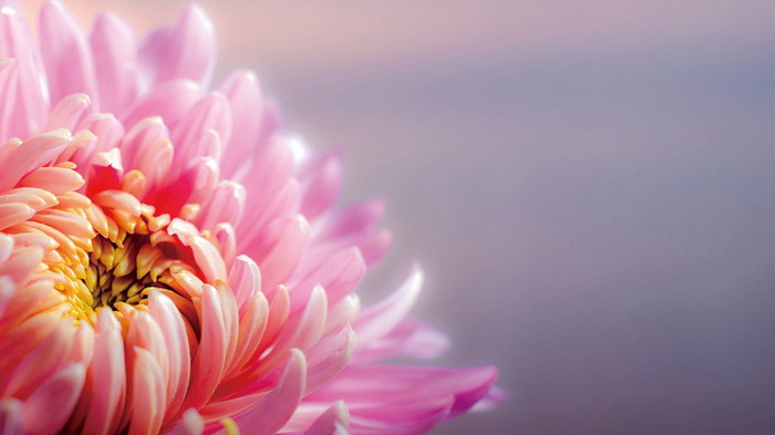 盛開的菊花幻燈片背景圖片