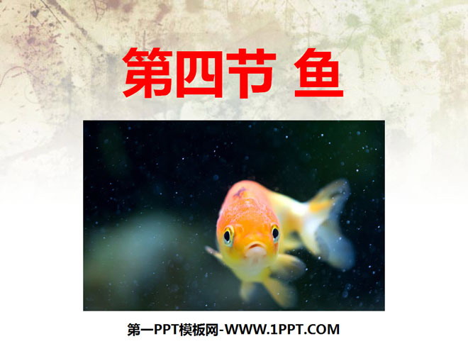 "Fish" Main Groups of Animals PPT Courseware 2