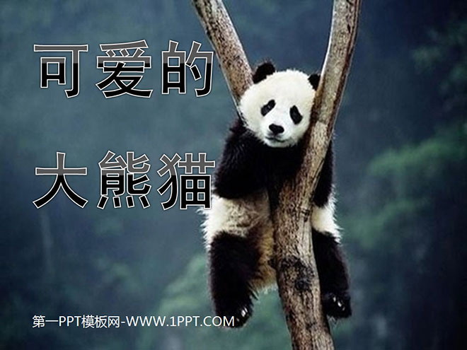 "Cute Giant Panda" PPT courseware