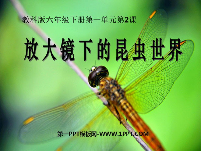 《放大鏡下的昆蟲世界》微小世界PPT課件2