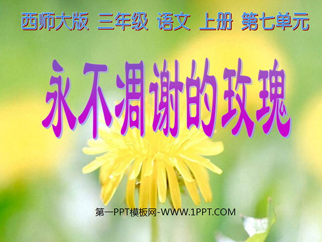 《永不凋谢的玫瑰》PPT课件