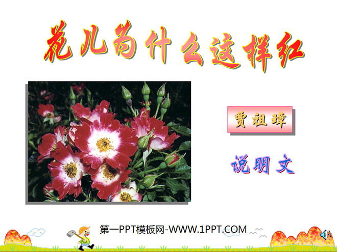 《花儿为什么这样红》PPT课件3