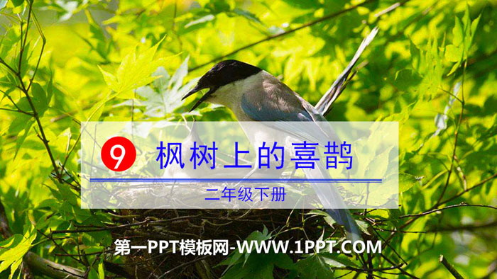 "Magpie on the Maple Tree" PPT courseware