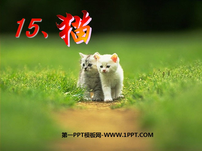 "Cat" PPT courseware 4