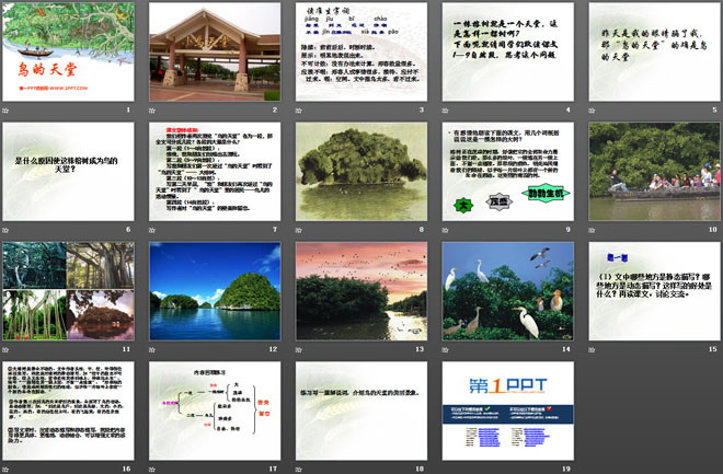 《鸟的天堂》PPT课件9
（2）