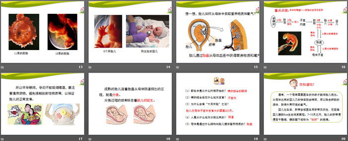 《精卵结合孕育新的生命》PPT下载（3）