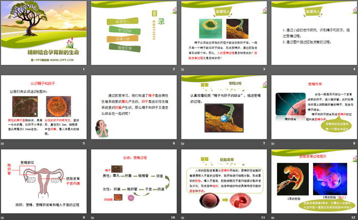 《精卵结合孕育新的生命》PPT下载（2）