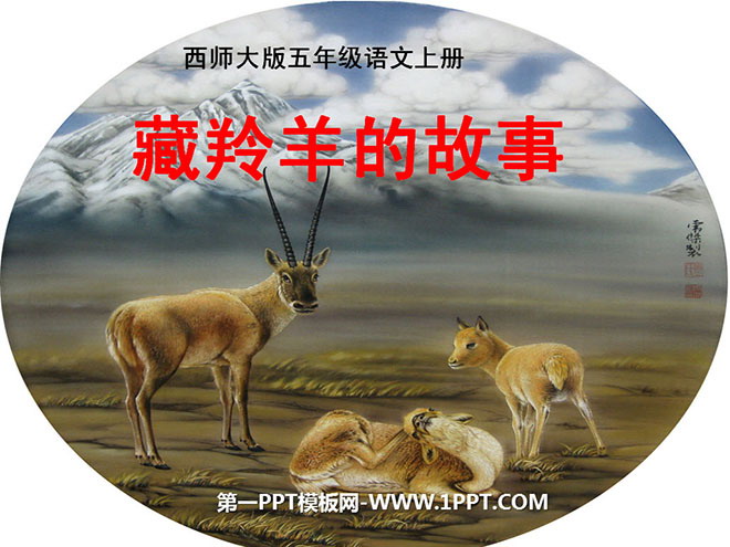 《藏羚羊的故事》PPT課件2