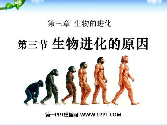 "The Causes of Biological Evolution" Biological Evolution PPT Courseware 6