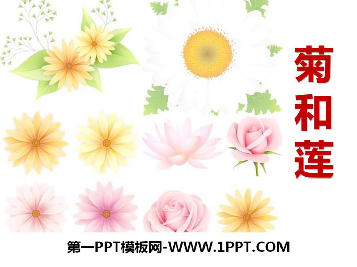 "Chrysanthemum and Lotus" PPT