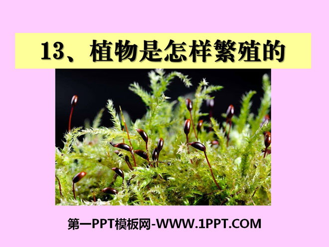 "How Plants Reproduce" Plant Life System PPT Courseware 3