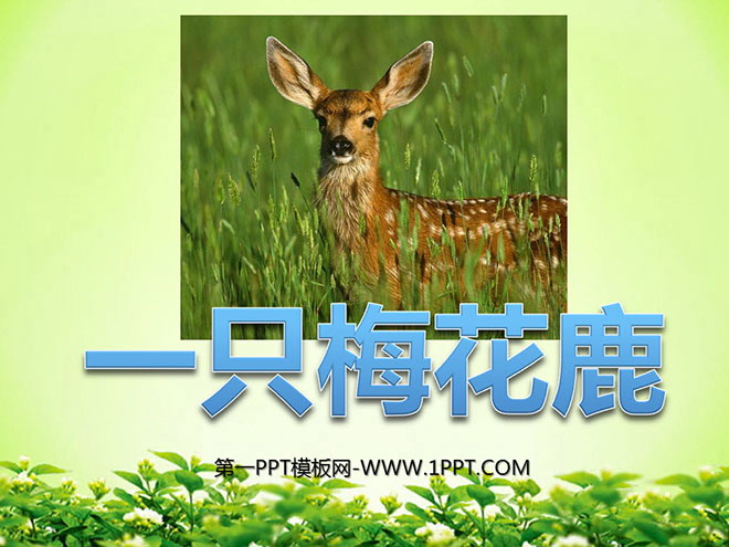 "A Sika Deer" PPT courseware 2