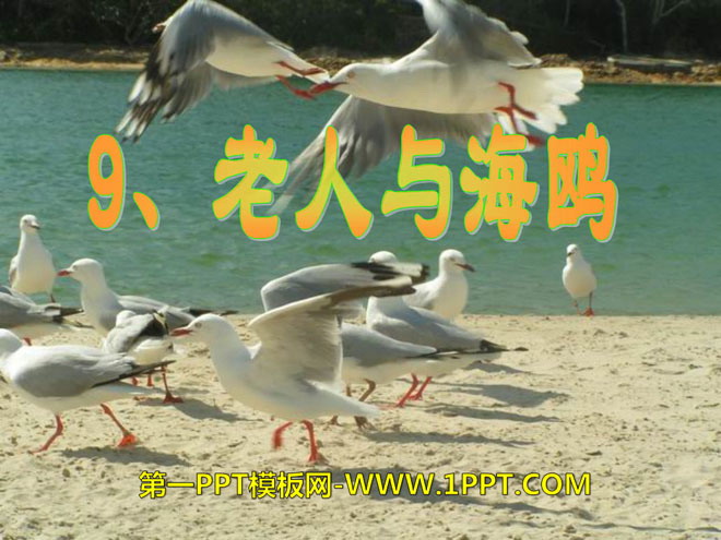 "The Old Man and the Seagull" PPT courseware 7