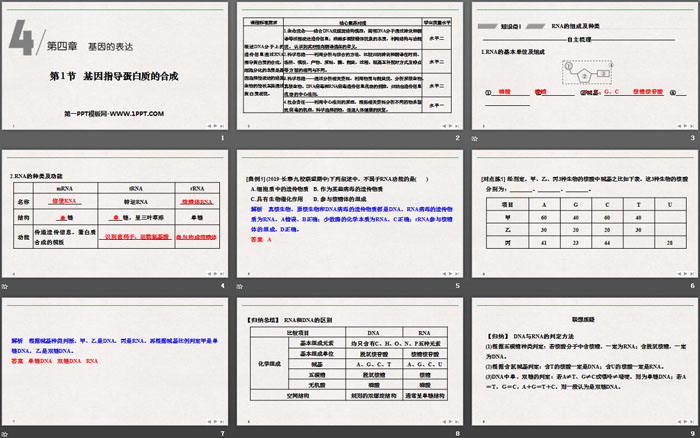 《基因指导蛋白质的合成》基因的表达PPT课件（2）