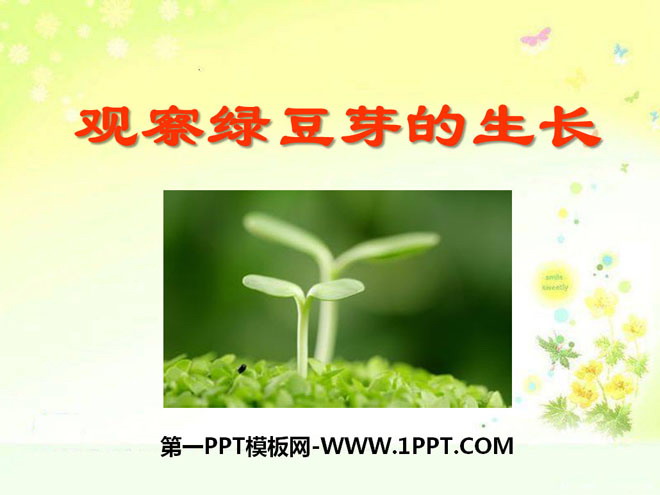《觀察綠豆芽的生長》生物與環境PPT課件4