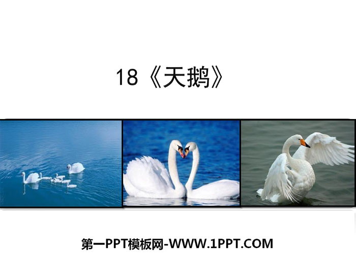"Swan" PPT