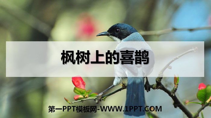 "Magpie on the Maple Tree" PPT teaching courseware