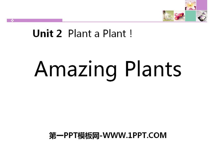 《Amazing Plants》Plant a Plant PPT课件下载