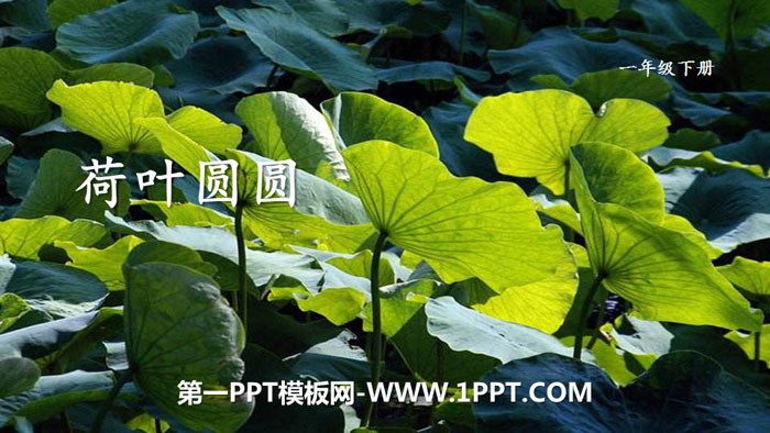 《荷叶圆圆》PPT教学课件