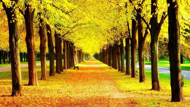 Golden trees PPT background picture