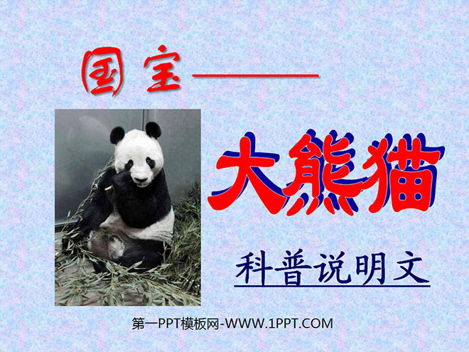 "National Treasure - Giant Panda" PPT courseware