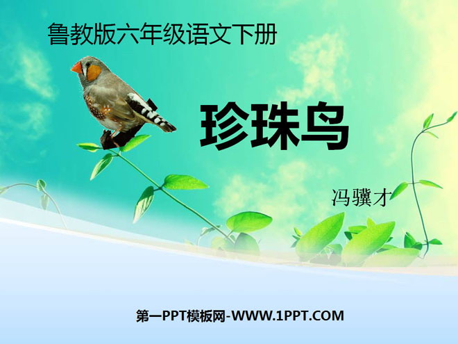 "Pearl Bird" PPT courseware 14