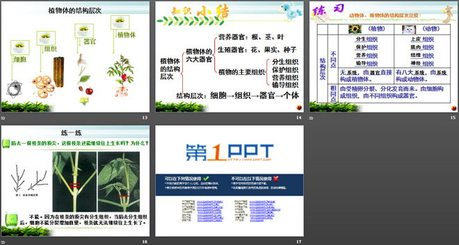 《植物体各部分的关系》植物的生命系统PPT课件（4）