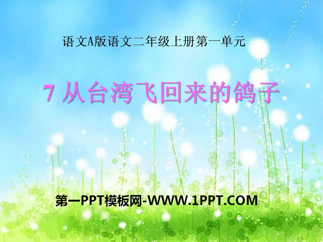 《從台灣飛回來的鴿子》PPT課程3