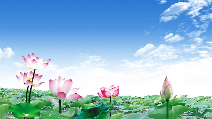 Bright lotus lotus PPT background picture