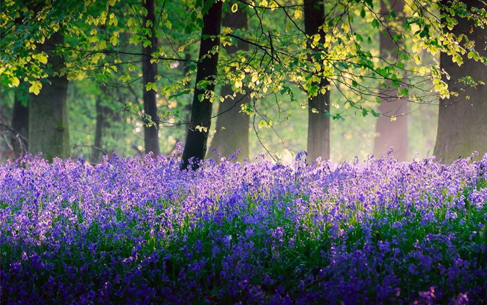 7 lavender forest flowers PPT background pictures