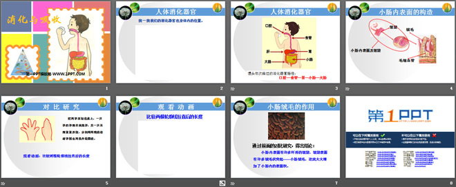 《消化与吸收》PPT课件（2）