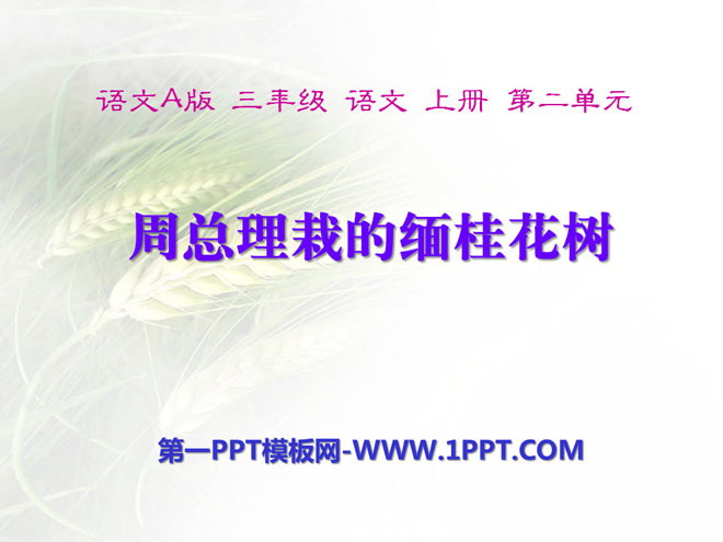 "The Burmese Osmanthus Tree Planted by Premier Zhou" PPT Courseware 2