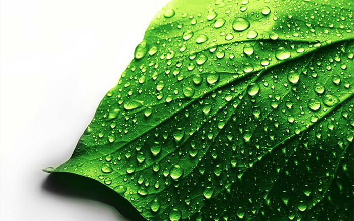 Green dewdrop leaves PPT background picture