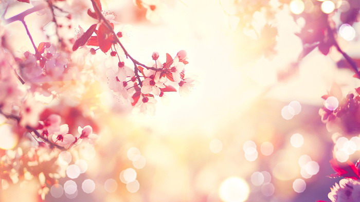 Beautiful Peach Blossom Slideshow Background Image