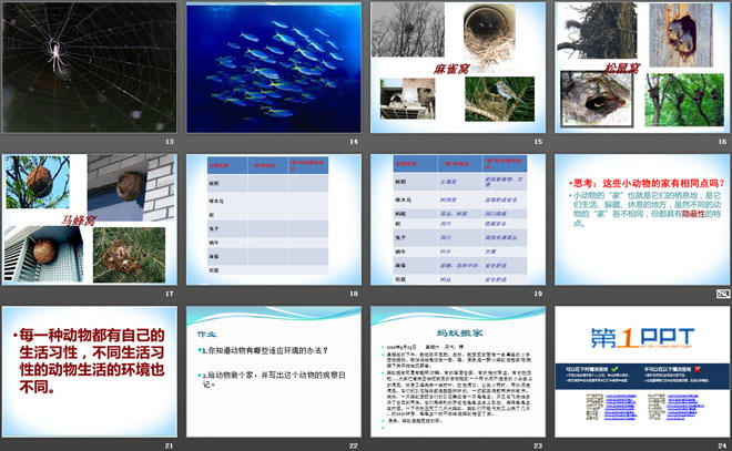 《小动物的家》寻访校园里的动植物PPT课件2（3）