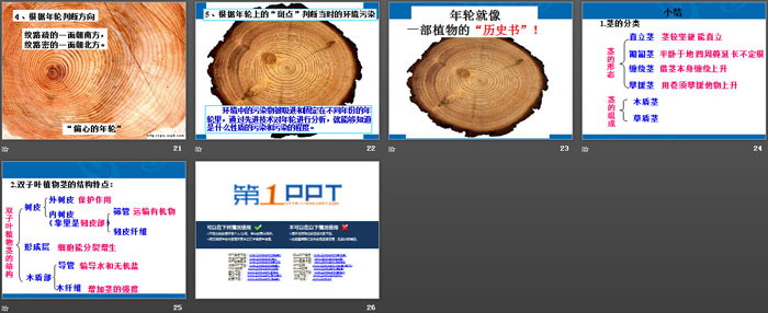 《植物的茎与物质运输》PPT（4）