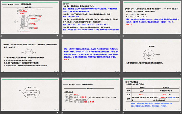 《基因指导蛋白质的合成》基因的表达PPT课件（3）