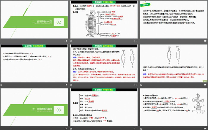 《基因指导蛋白质的合成》基因的表达PPT（3）