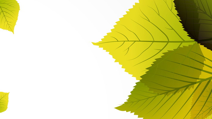 Delicate green leaves PPT background picture