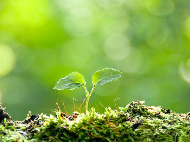 Green halo background seedling PPT background picture