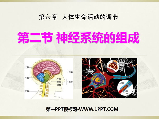 "The Composition of the Nervous System" Regulation of Human Life Activities PPT Courseware 4